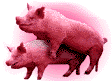 pig.gif - 22836 Bytes